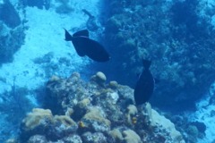 Triggerfish - Black Durgon - Melichthys niger