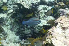 Parrotfish - Striped Parrotfish - Scarus iserti