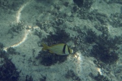 Porkfish - Porkfish - Anisotremus virginicus