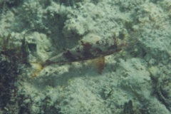Goatfish - Spotted Goatfish - Pseudupeneus maculatus