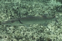 Barracuda - Great Barracuda - Sphyraena barracuda