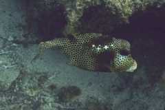 Trunkfish - Spotted Trunkfish - Lactophrys bicaudalis