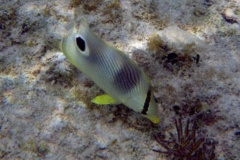 Butterflyfish - Foureye Butterflyfish - Chaetodon capistratus