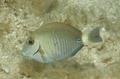 Surgeonfish - Doctorfish - Acanthurus chirurgus