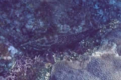 Groupers - Graysby - Cephalopholis cruentatus