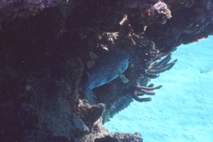 Porcupinefish - Porcupinefish - Diodon hystrix