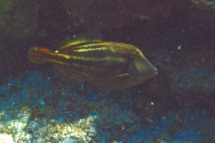 Filefish - Orangespotted Filefish - Cantherhines pullus