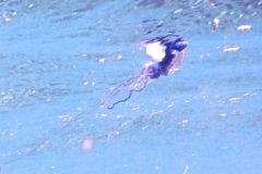 Jellyfish - Portuguese Man O' War - Physalia physalis