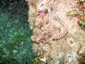 Scorpionfish - Raggy Scorpionfish - Scorpaenopsis venosa