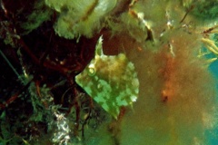 Filefish - Pygmy Filefish - Stephanolepsis setifer