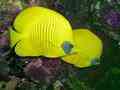 Butterflyfish - Masked Butterflyfish - Chaetodon semilarvatus