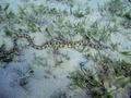 Snake Eels - Tiger Snake Eel - Myrichthys maculosus