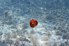 Jellyfish - Thimble Jellyfish - Linuche unguiculata