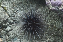 Sea Urchins - Longspine Sea Urchin - Diadema antillarum