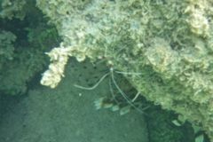 Shrimps - Banded Coral Shrimp - Stenopus hispidus