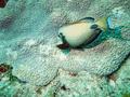 Surgeonfish - Lieutenant Surgeonfish - Acanthurus tennenti