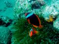 Damselfish - Tomato Anemonefish - Amphiprion frenatus