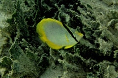 Butterflyfish - Spotfin Butterflyfish - Chaetodon ocellatus