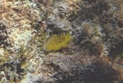 Tube Worms - Yellow Fanworm - Notaulax occidentalis