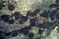 Sea Urchins - Rock Boring Urchin - Echinometra lucenter