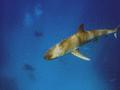Sharks - Caribbean Reef Shark - Carcharhinus perezii
