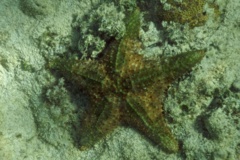Starfish - Cushion Sea Star - Oreaster reticulatus
