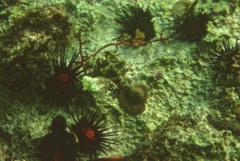 Sea Urchins - Rock Boring Urchin - Echinometra lucenter