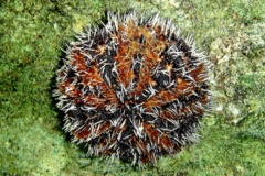 Sea Urchins - Variegated Sea Urchin - Lytechinus variegatus