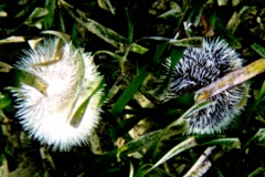 Sea Urchins - West Indian Sea Egg - Tripneustes ventricosus