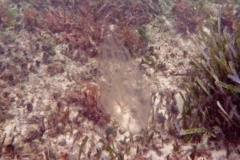 Jellyfish - Sea Walnut - Mnemiopsis mccradyi