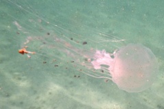 Jellyfish - Plagusia Jellyfish - Plagusia noctiluca
