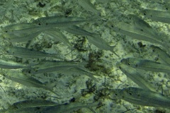 Herrings - Redear herring - Harengula humerali