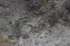 Silversides - Reef Silverside - Hypoatherina harringtonensis