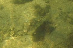 Pufferfish - Northern Puffer - Sphoeroides maculatus
