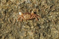 Crabs - Asian Shore Crab - Hemigropsus sanguineus