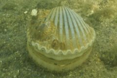 Bivalve Mollusc - Bay Scallop - Argopecten irradians