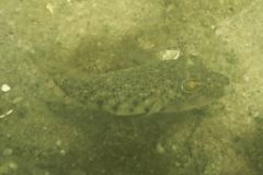 Pufferfish - Northern Puffer - Sphoeroides maculatus