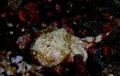 Scorpionfish - Stonefish - Synanceia verrucosa