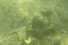 Seabasses - Black Sea Bass - Centropristis striata