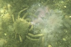 True Crabs - Common Spider Crab - Libininia emarginata