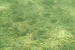 Killifish - Striped Killifish - Fundulus majalis