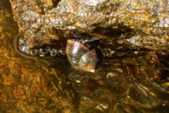 Sea Snails - Eastern Mudsnail - Ilyanassa obsoleta