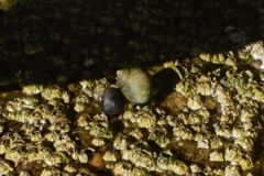 Sea Snails - Eastern Mudsnail - Ilyanassa obsoleta