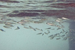 Anchovy - Broad-Striped Anchovy - Anchoa hepsetus