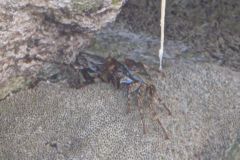 Crabs - Tidal Spray Crab - Plagusia depressa