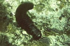 Sea Cucumbers - Sea Cucumber - Holothuria mexicana