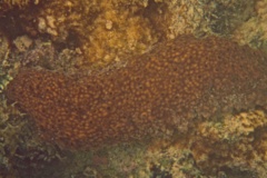 Sea Cucumbers - Three Rowed Sea Cucumber - isostichopus badionotus