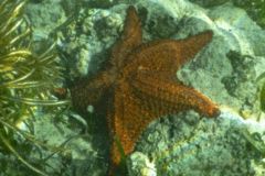 Starfish - Cushion Sea Star - Oreaster reticulatus