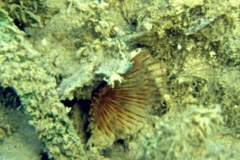 Featherduster Worms - Variegated Feather Duster - Bispira variegata