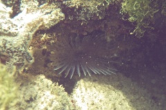 Featherduster Worms - Ghost Feather Duster - Anamobaea phyllisae